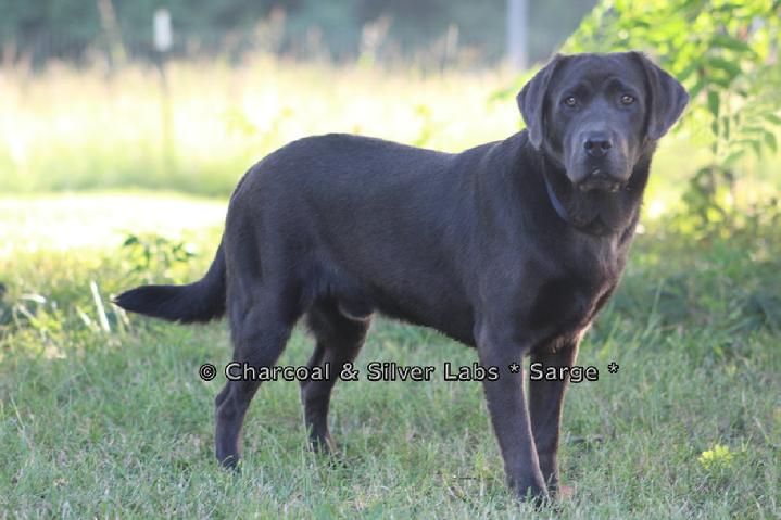 Charcoal labrador cheap